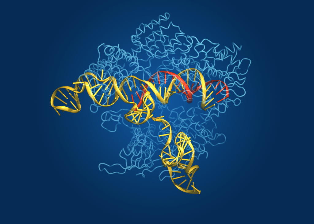 A computerized rendering shows the Cas9 gene-editing enzyme (in light blue) interacting with an RNA guide (red) and its target DNA (yellow).