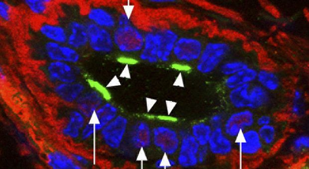 Mammary stem cells (JCB 176(1) TOC2)